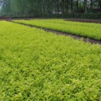 供應(yīng)：龍柏、金葉女貞、紅葉小檗、冬青、黃楊、扶芳藤、衛(wèi)矛、紅