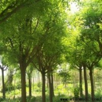 【天津國(guó)槐】【8-12公分國(guó)槐】【國(guó)槐的價(jià)格喬灌木】1華潤(rùn)苗木---