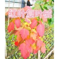 紅葉復(fù)葉槭
