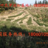 福建羅漢松小苗批發(fā)商 2-3-4公分羅漢松小苗價格多少？