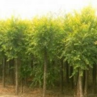 低價(jià)出售3-12公分金葉榆