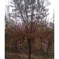 絢麗海棠12-15公分