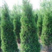 2-3米高蜀檜綠化苗木急售