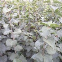 山東諸城供應(yīng)二年生紫丁香小苗