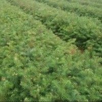 廣西柳州融安產(chǎn)地直銷融江流域良種杉樹苗一千萬株