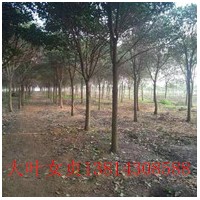 沭陽高桿女貞 常州高桿女貞