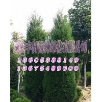 蜀檜苗木價(jià)格