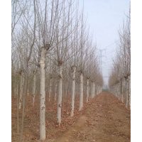 宏科苗木：長年供應(yīng)綠化苗木