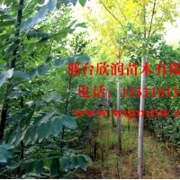 欣潤(rùn)苗木大量供應(yīng)白蠟 2公分