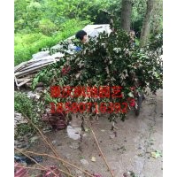 重慶/湖北/湖南/貴州/四川藍花楹價格