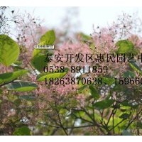 山東黃櫨樹(shù)苗批發(fā)價(jià)格