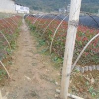 供應(yīng)松樹(shù)苗、桉樹(shù)苗等造林苗