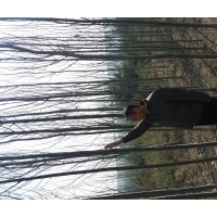 營(yíng)養(yǎng)杯油松14x17、16x16高5o一70公分,新疆楊胸徑1一2o公分,各種