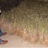 供應(yīng)油用牡丹 山西油用牡丹價(jià)格