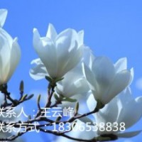 玉蘭苗專賣、品種優(yōu)、價(jià)格低