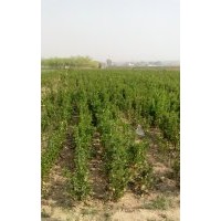 供應(yīng)紫葉李，紅葉李，瓜子紅楊，冬青