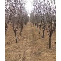 綠化苗木基地碧桃,海棠,紫葉李