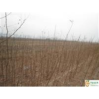 優(yōu)質(zhì)綠化杜梨苗 板栗苗 皂角苗 刺槐苗