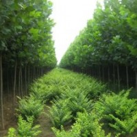 出售速生法桐、國槐、垂柳等