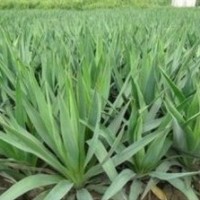 彩色觀花色塊類: 金葉女貞、紅葉小檗、龍柏球、 金邊黃楊、大(小