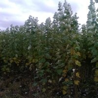 常年大量出售各種綠化造林樹(shù)，樹(shù)苗，樹(shù)穗，小X黑，云杉！