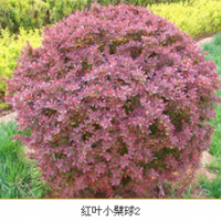 山東苗木信息網(wǎng)|山東泰安 西府海棠|法桐|紅葉碧桃