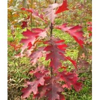 供應(yīng)娜塔櫟一年苗