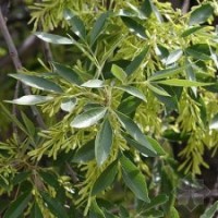 大量供應優(yōu)質白蠟小苗