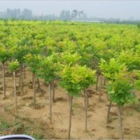 大量供應(yīng)優(yōu)質(zhì)白蠟小苗