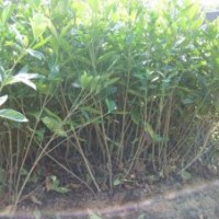 江西省南昌大小梔之花價(jià)格，哪里有賣？