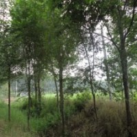 山東榆樹(shù)苗供應(yīng)新價(jià)格一覽