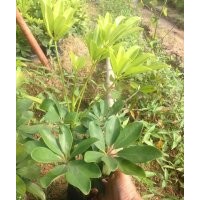 鴨腳木（鵝掌柴）