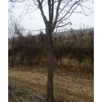 國槐苗，國槐樹