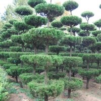 萊州信合園藝供應(yīng)五層造型龍柏