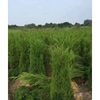 大量供應(yīng)塔柏