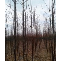 河南楸樹基地|河南周口便宜楸樹網(wǎng)3、4、5、6