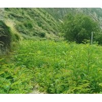 刺槐小苗 大量出售，量大從優(yōu)