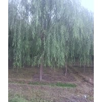 速生柳苗，金絲柳苗