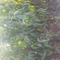 低價(jià)出售花椒苗、桃樹苗、梨樹苗、海棠苗、速生楊