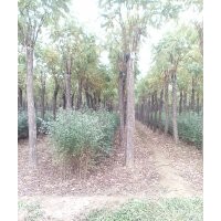 香花槐#火炬樹(shù)