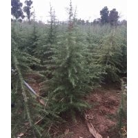 廣玉蘭 雪松 白玉蘭 蜀檜 馬褂木