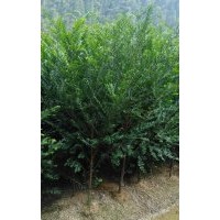 紅豆杉基地直銷