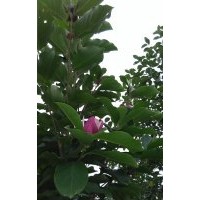 出售中華蚊母,紫玉蘭,櫻花