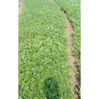 供應(yīng)梔子花、海梔子、大葉梔子、小葉梔子