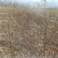 【晉南苗木】刺槐苗國槐苗