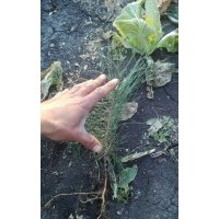 樟子松2年留床苗