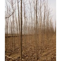 出售原生白蠟3-5公分