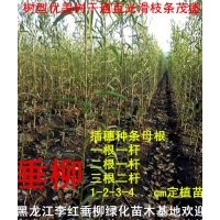 出售柳樹樹苗樹穗母根