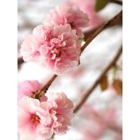 哪里有出售河北櫻花