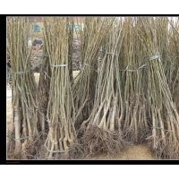 保定市高陽縣出售核桃苗 ,柳樹,櫻桃苗
